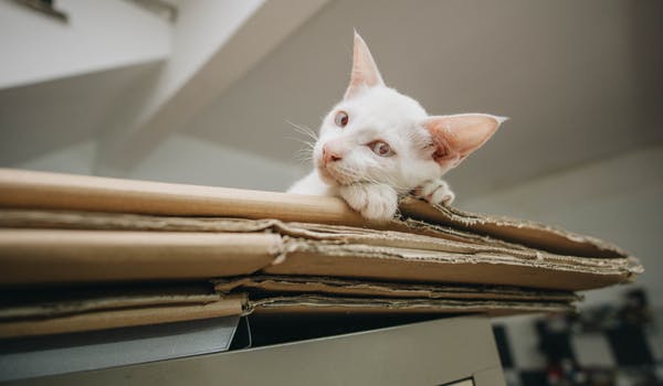 Convierte las cajas de cartón en rascadores para los gatos 