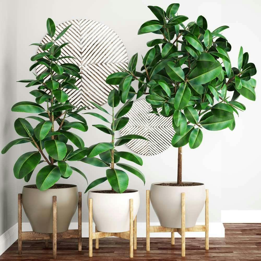 Decora tu hogar con plantas de interior. 