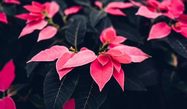 Las plantas de invierno te ayudarán a decorar tu hogar en Navidad. 
