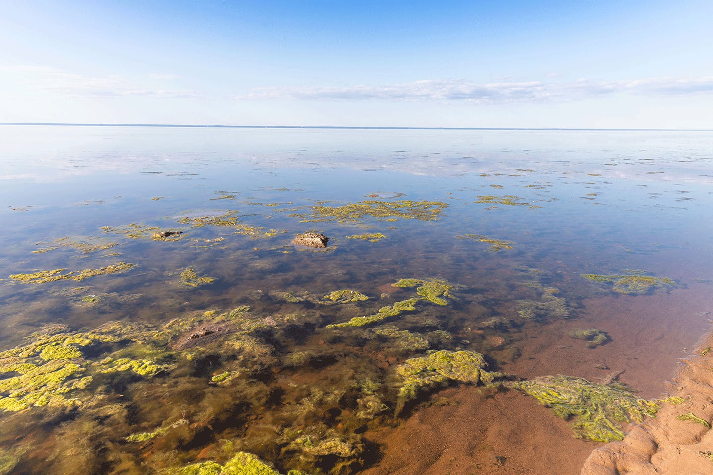 Las algas son una alternativa ecológica al plástico. 