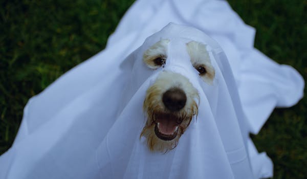 Disfrázate en Halloween con tus amigos. 