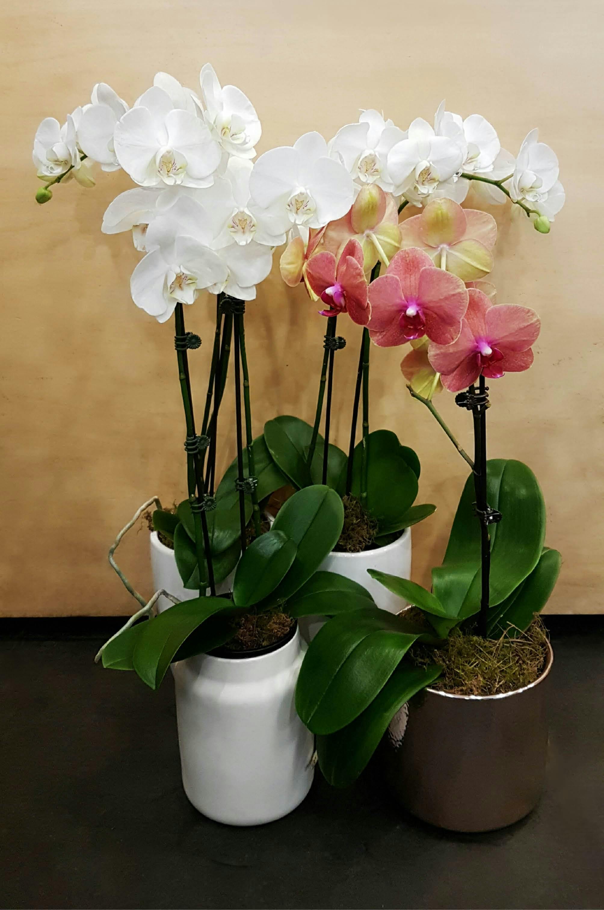 Las orquídeas Phalaenopsis florecen hasta la primavera.