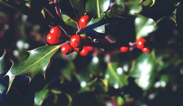 Decora tu casa con plantas navideñas. 