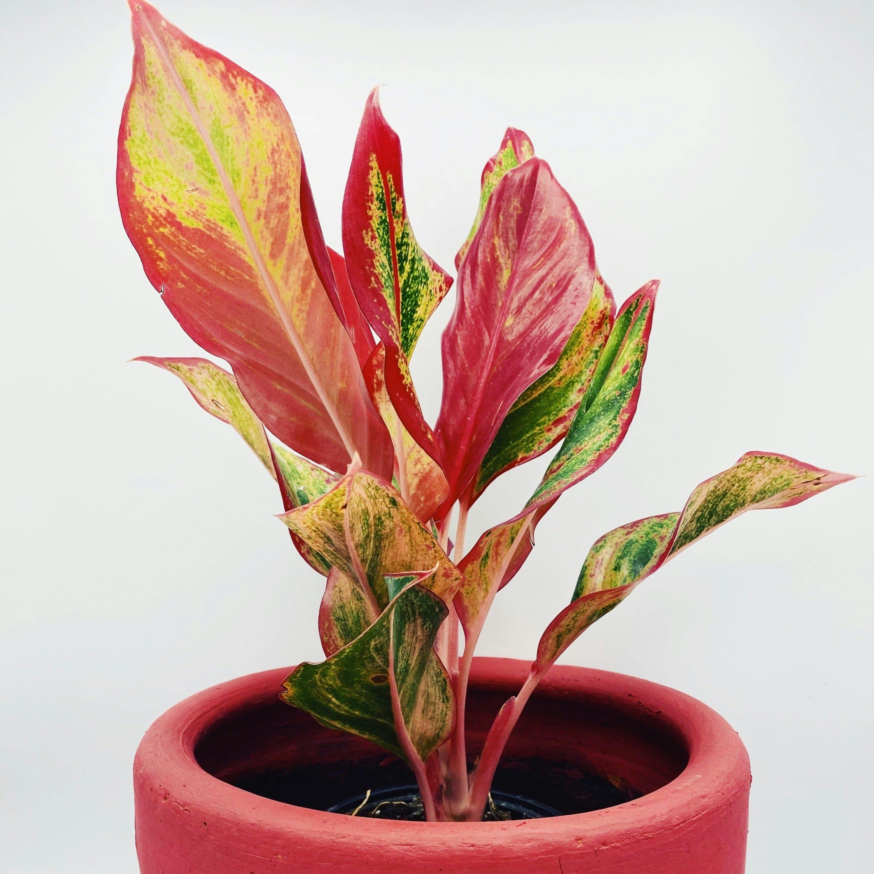 Planta roja para tener un salón elegante 