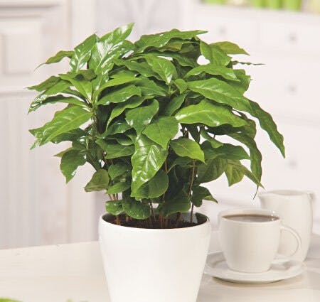 La planta de café es perfecta para interiores.