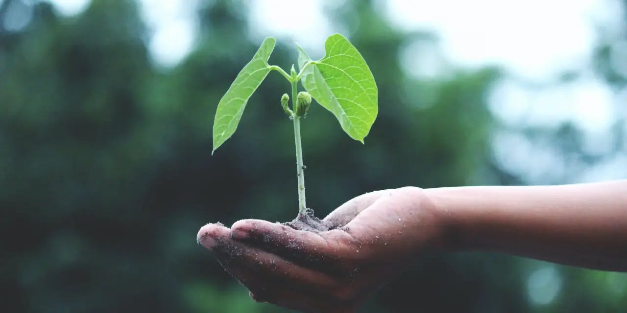 Cover Image for Sustentabilidade Empresarial: O que é e como desenvolver