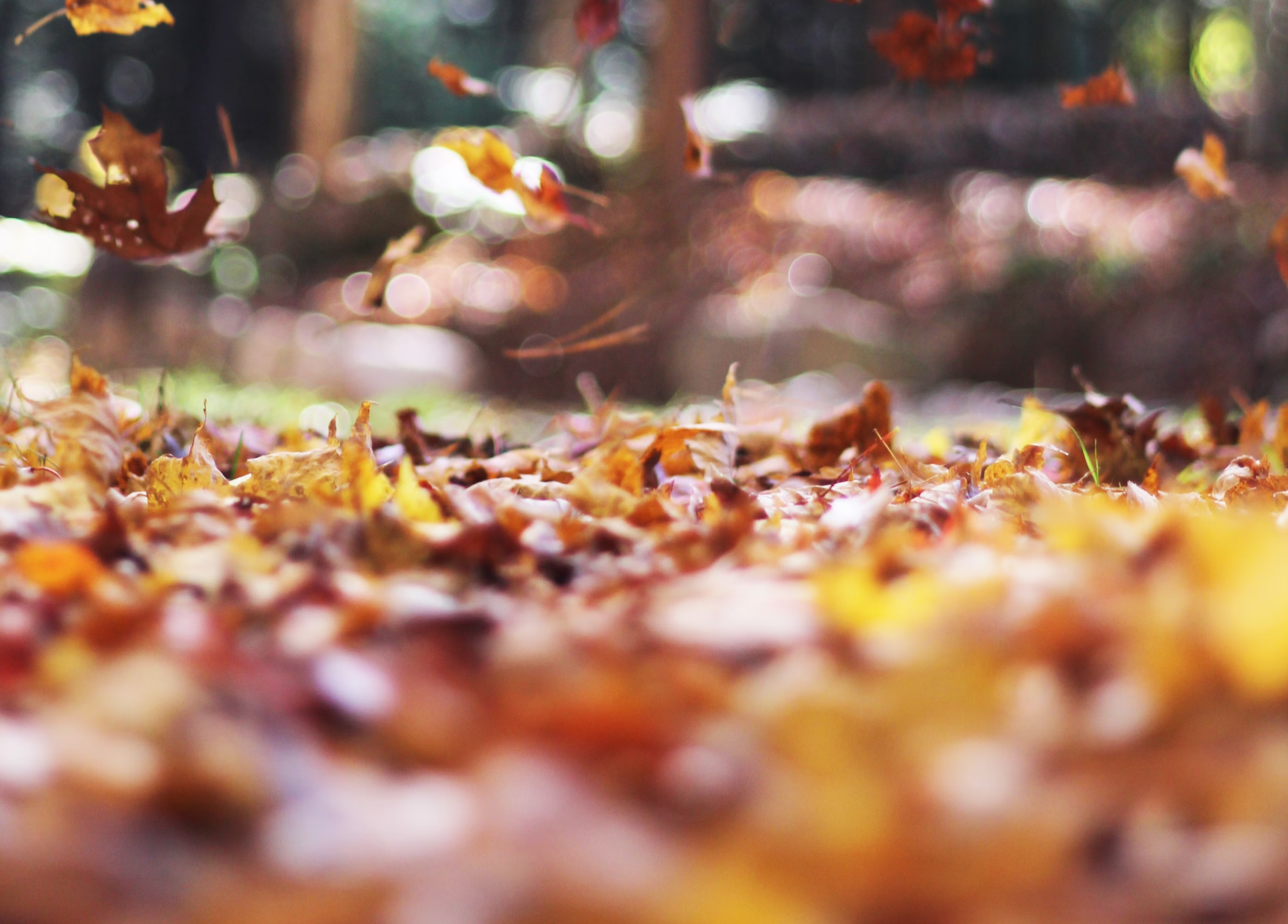feuilles qui tombent dans une foret