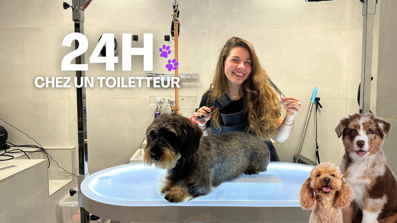 24h chez Cabot the Dog