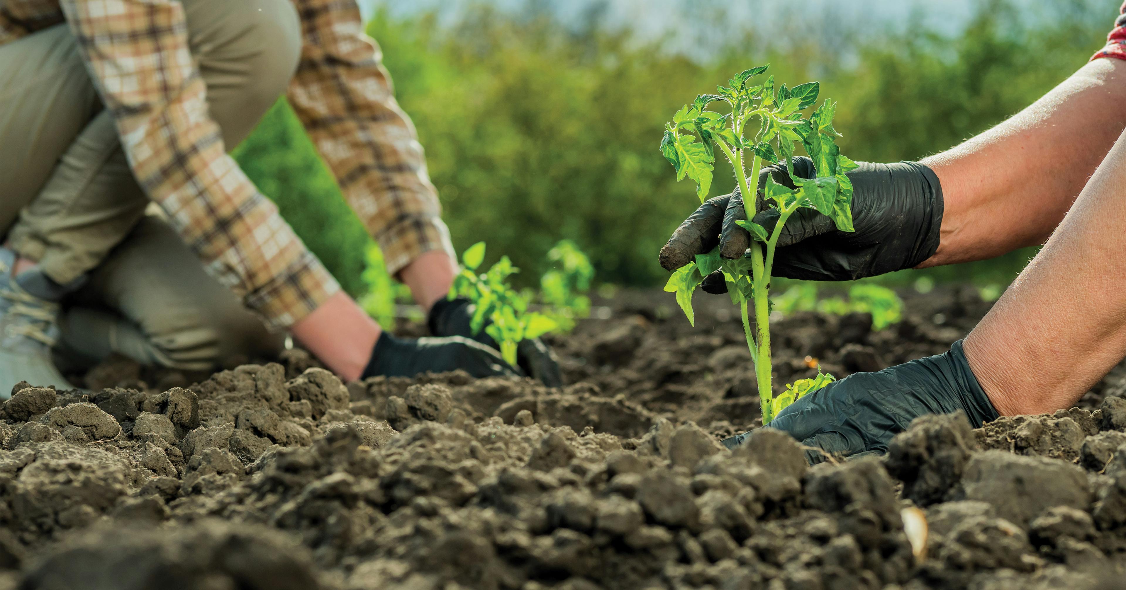 Agricultura