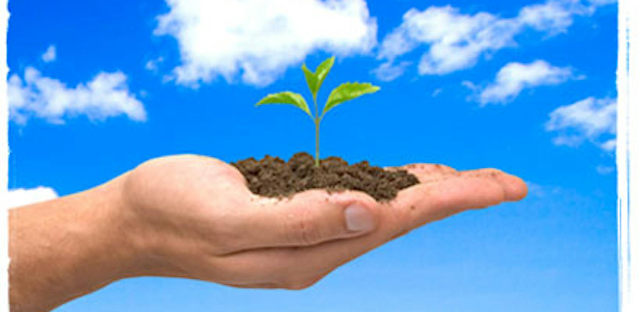 Hand holding a plant seedling