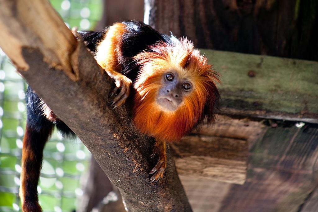 Golden Lion Tamarin