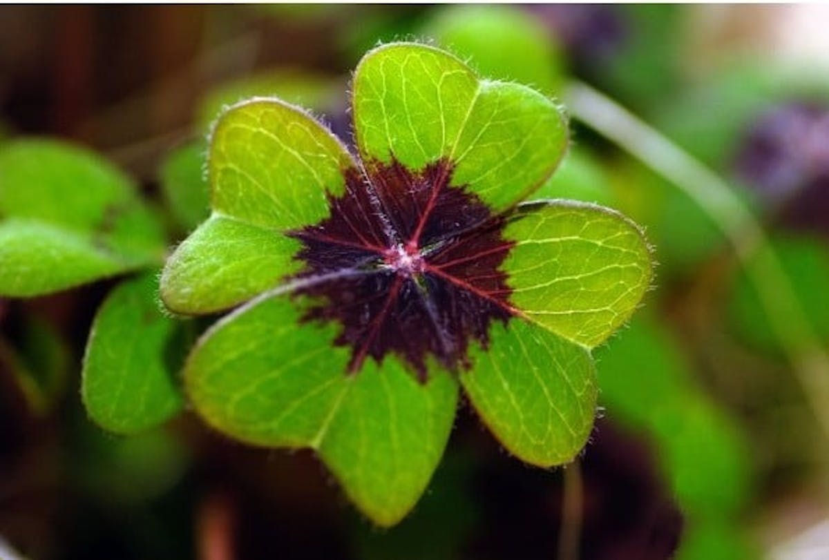 Four-leaf clover