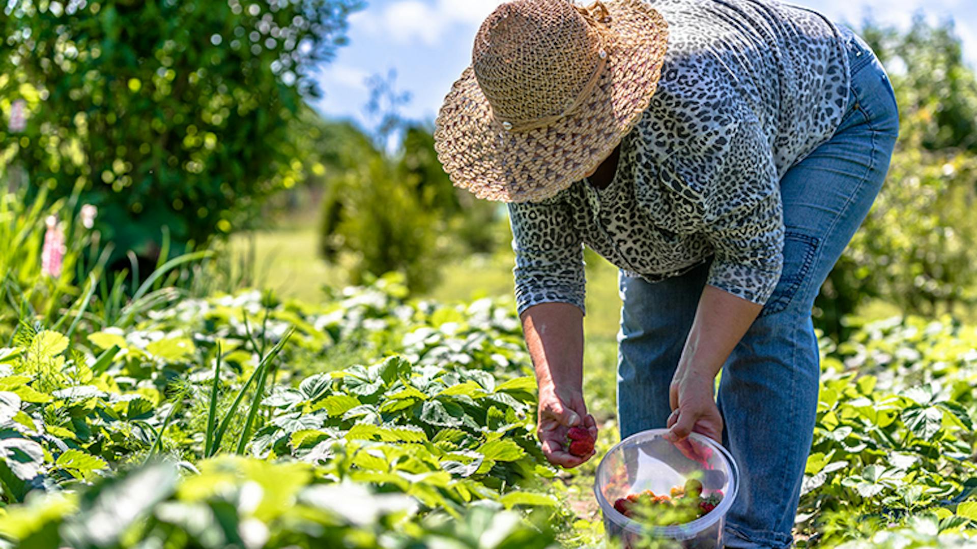 Family Farming