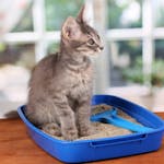 Gato em uma caixa de areia para gatos