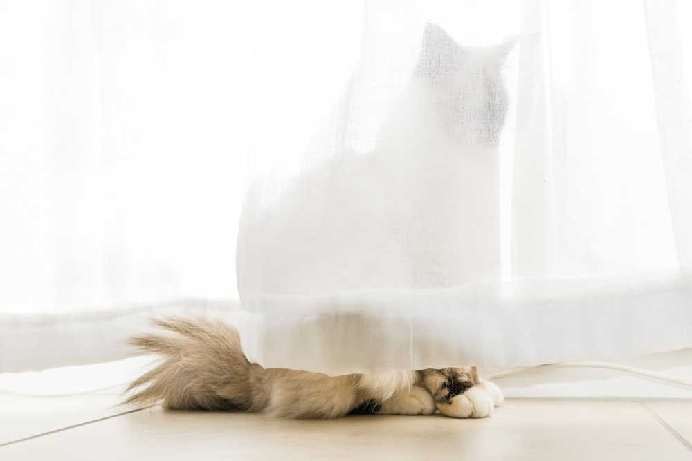 How to Keep Cats from Breaking Blinds | The Blinds.com Blog