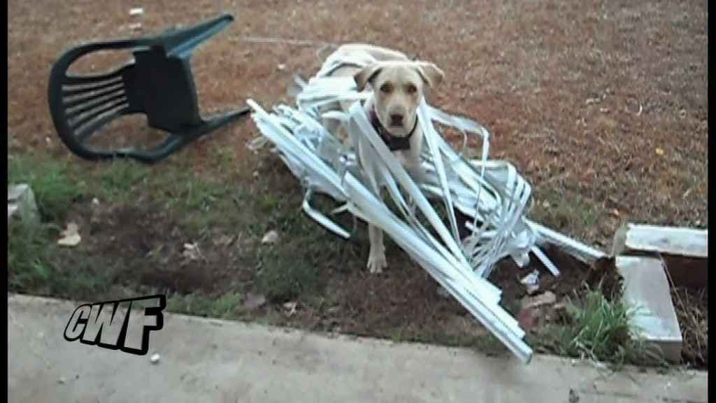 how to keep dog from destroying curtains