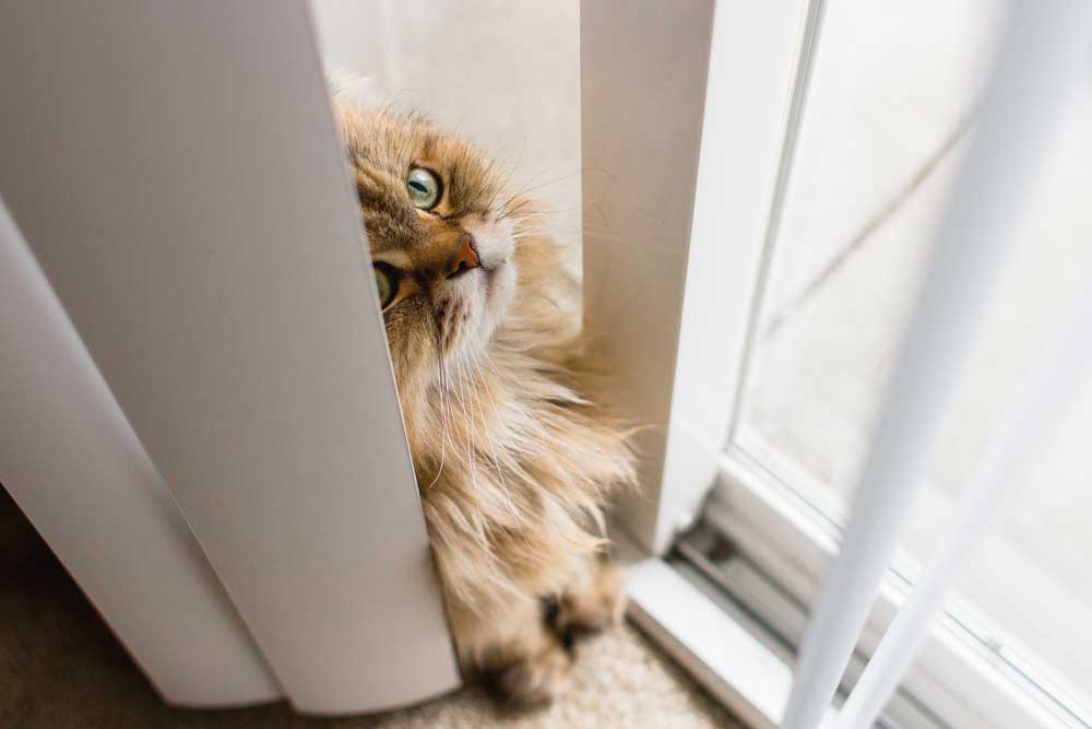 Cat proof clearance blinds