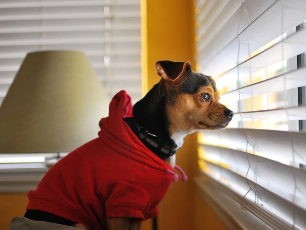 how to keep dog from destroying curtains