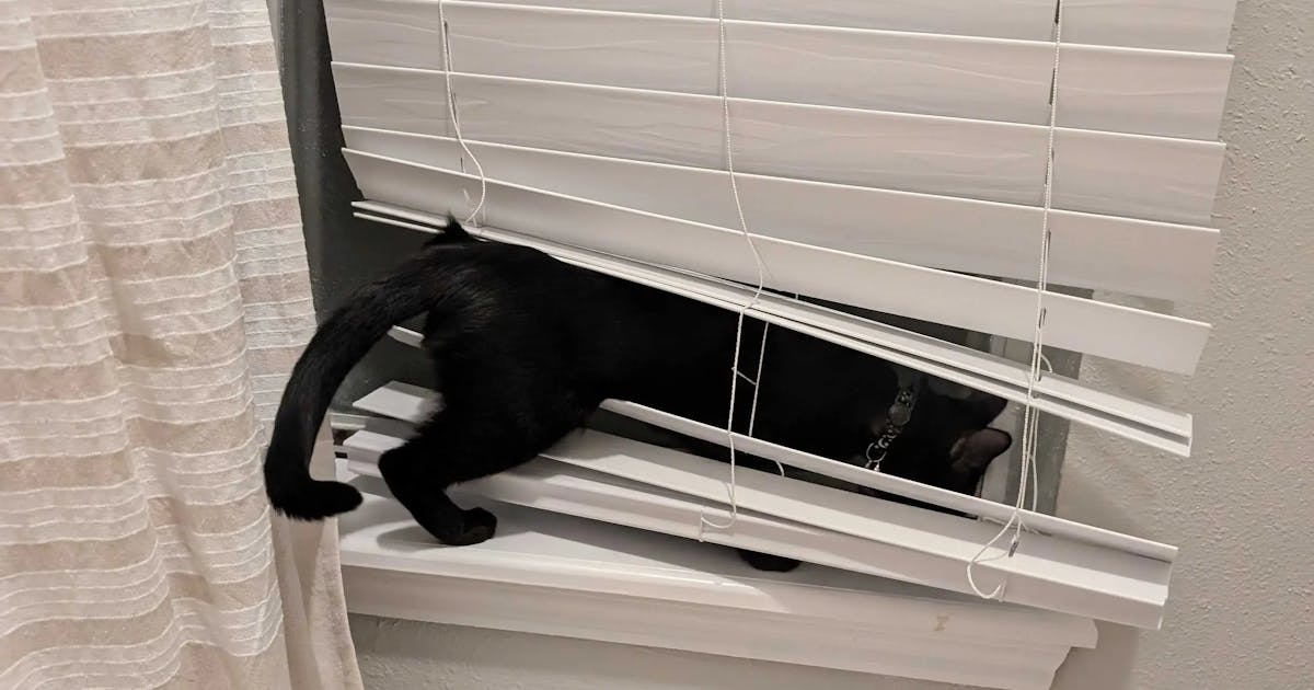 Black cat climbing through closed faux wood blinds.