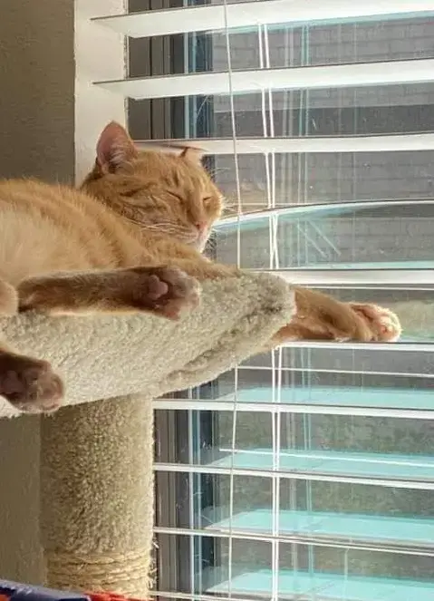 Orange cat lounging on a beige cat tree next to a window with open, white faux wood blinds.