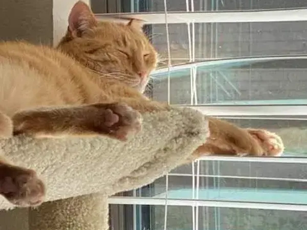 Orange cat lounging on a beige cat tree next to a window with open, white faux wood blinds.