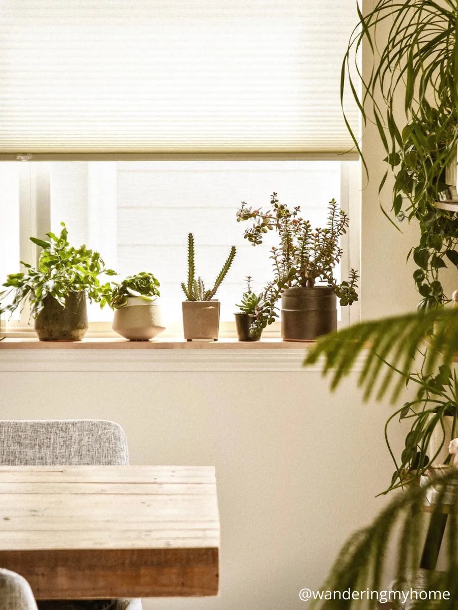 Windowsill with various cacti on it. The window is covered with light-filtering cellular shades. In the foreground is the corner of a wood table and a large plant.