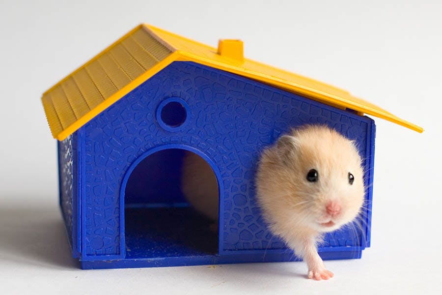 a hamster crawls out the window of a plastic hut