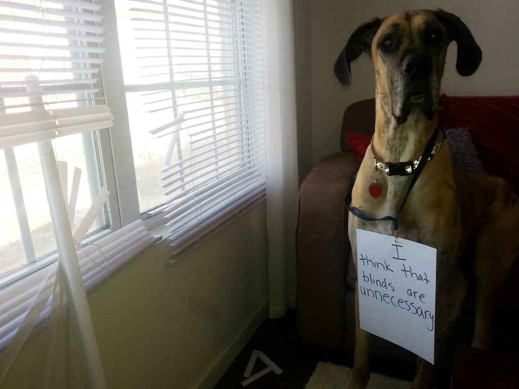 how to keep dog from destroying curtains