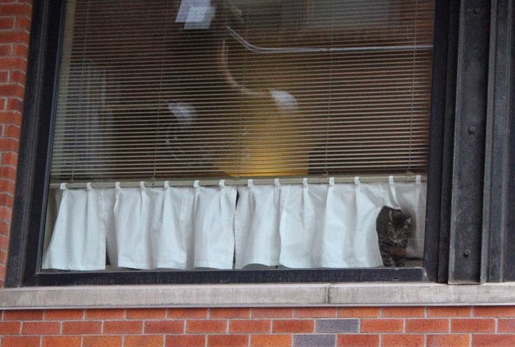 window with small curtain below blinds that allows cat to look out