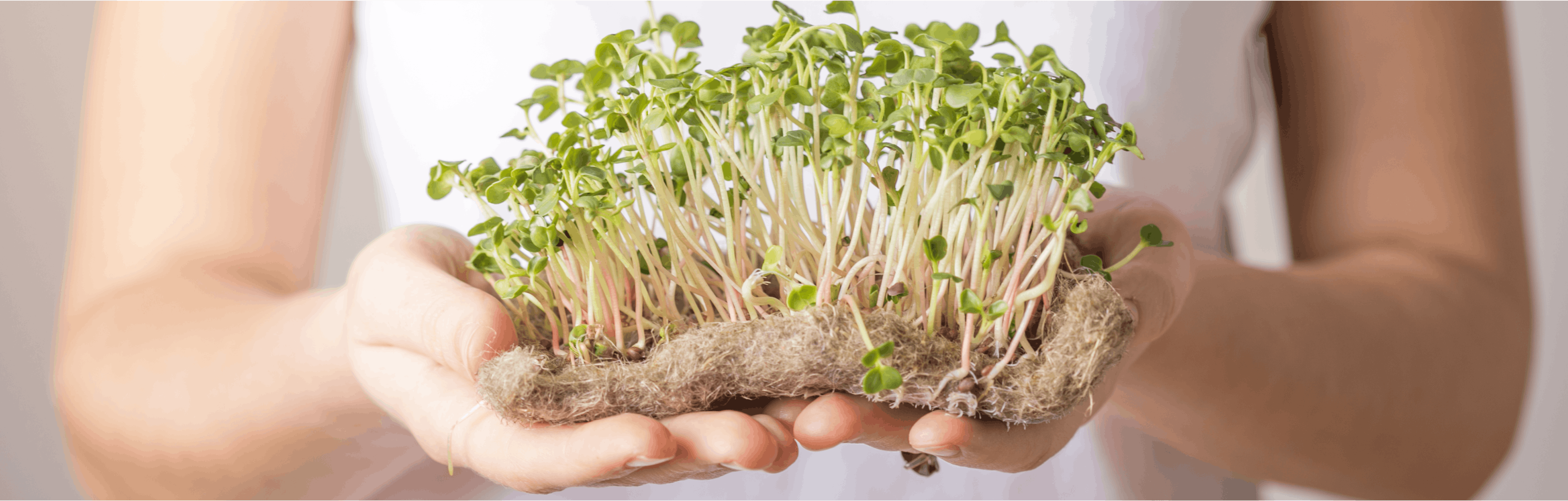 Junges Gemüse: Microgreens – das Powerfood des Monats