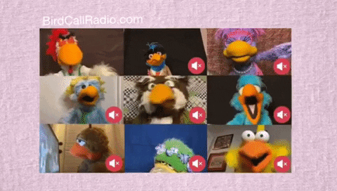 muppets visioconference