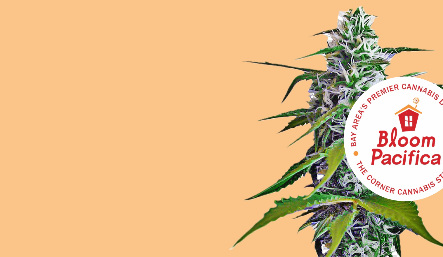 Top Marijuana Dispensary! Top Marijuana Dispensary!