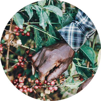 Coffee Harvest