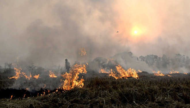 India occupies top spot globally in emissions related to crop burning: report