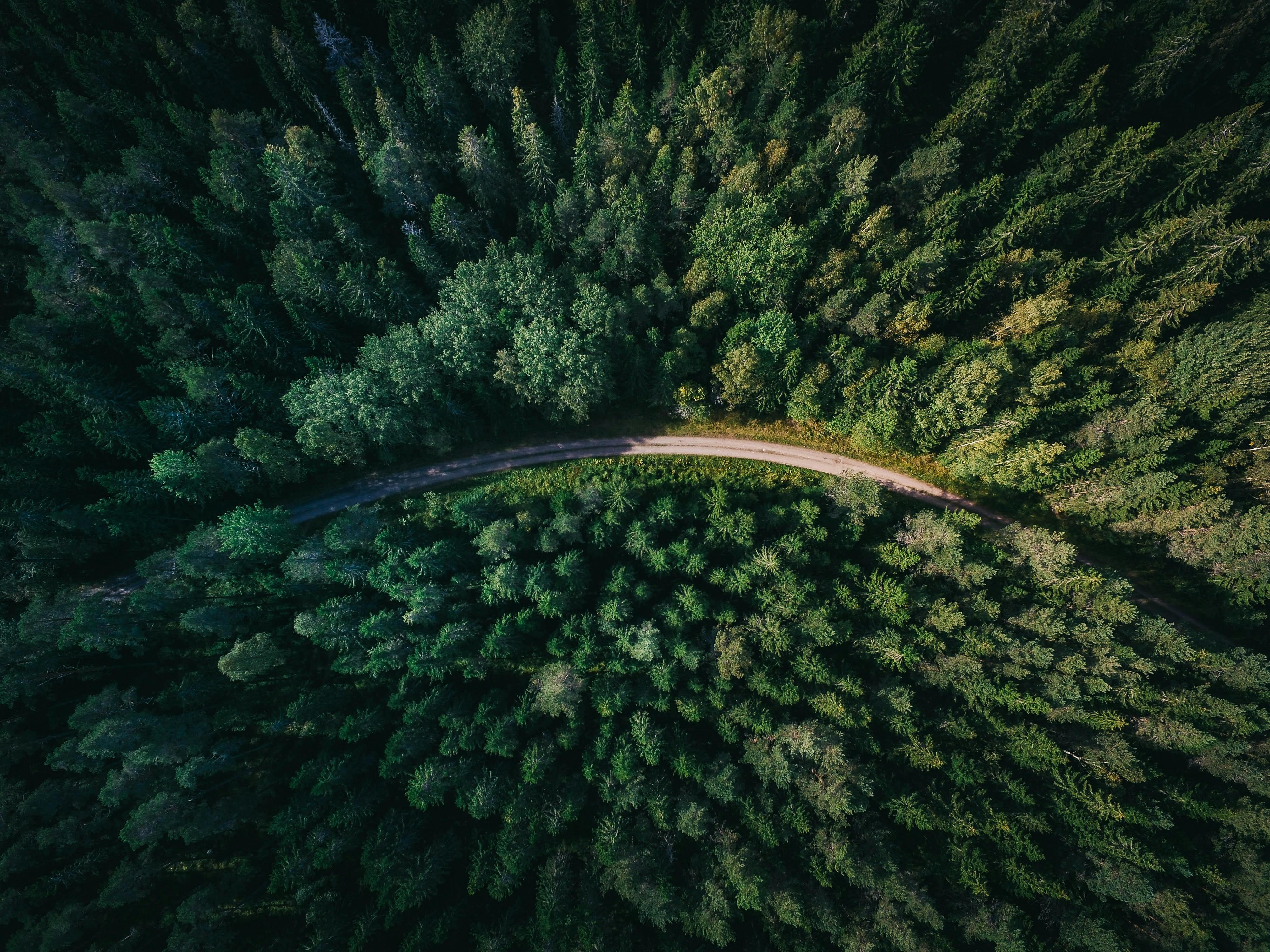 Carbon Markets / Natural Asset Capital