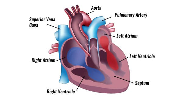 How does your heart work?