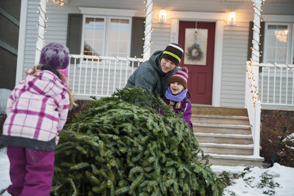 Christmas tree recycling 