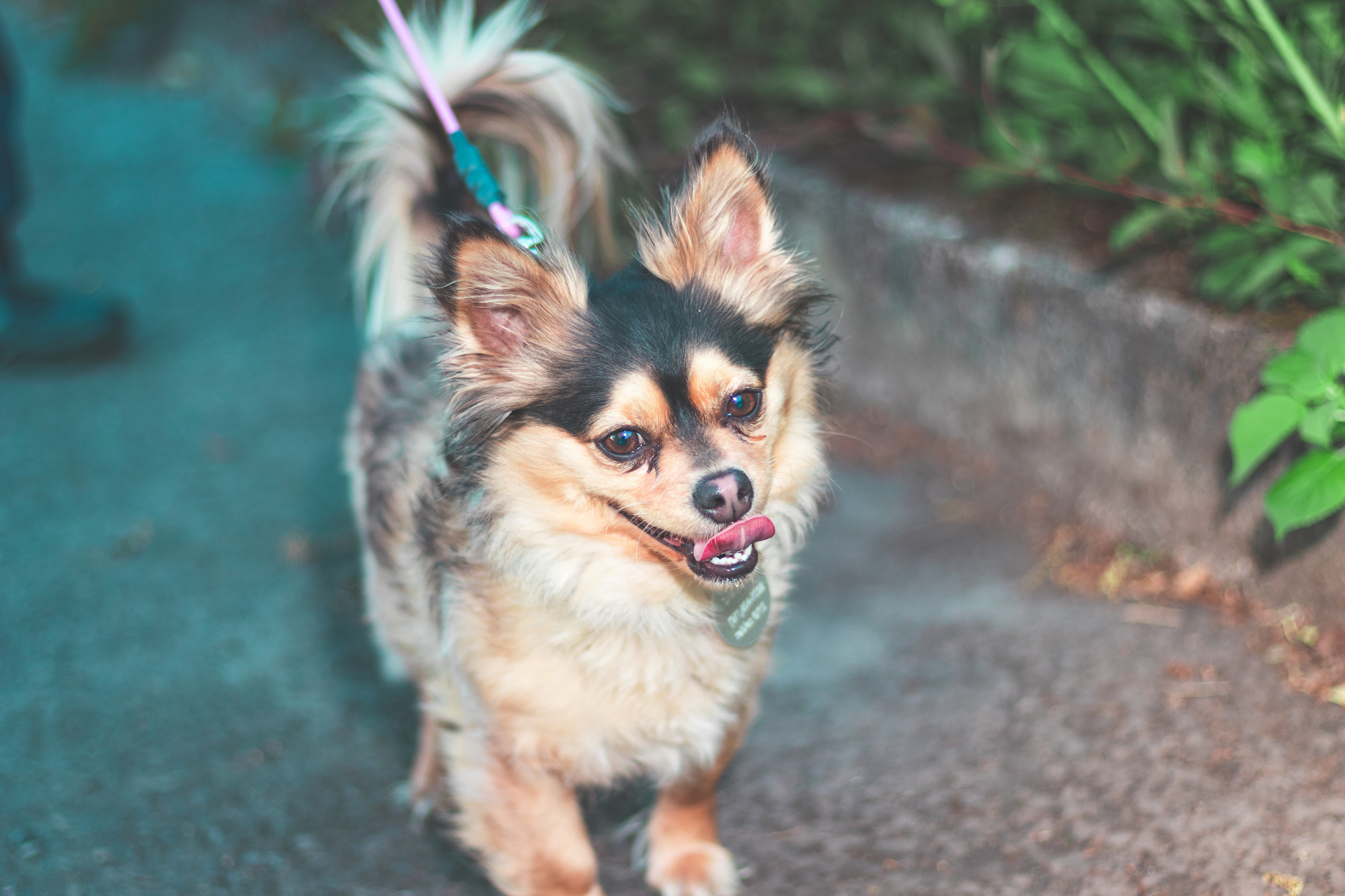 Bmediax Famydog Sharky