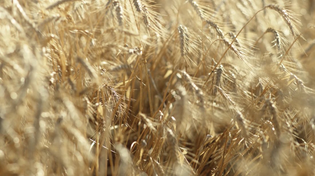 A closeup image of wheat.