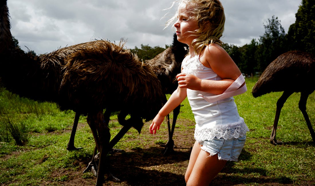 An image of a young girl standing in front of a group of emus. 