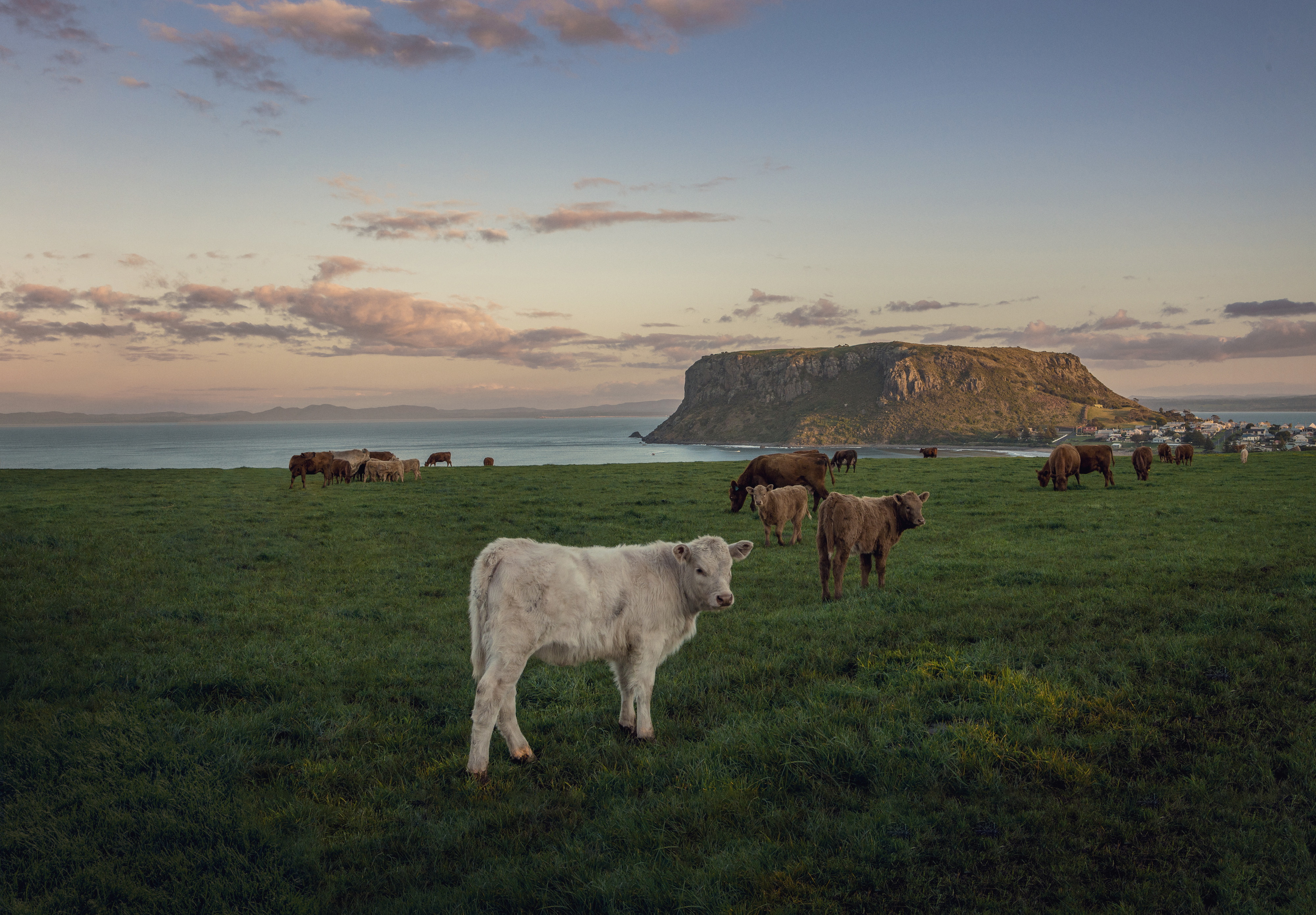 An image of cattle grazing in a grassy paddock near the ocean.
