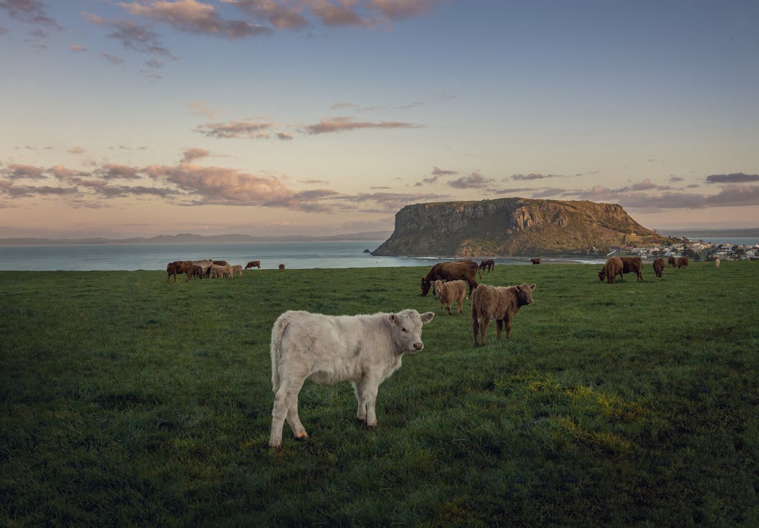 An image of cattle grazing in a grassy paddock near the ocean.