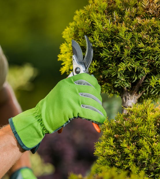Een struik wordt gesnoeid met een snoeischaar