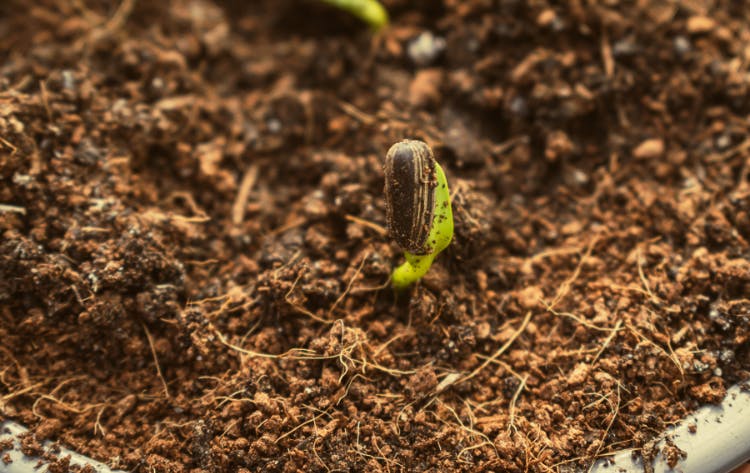 uit compost groeit een nieuwe plant