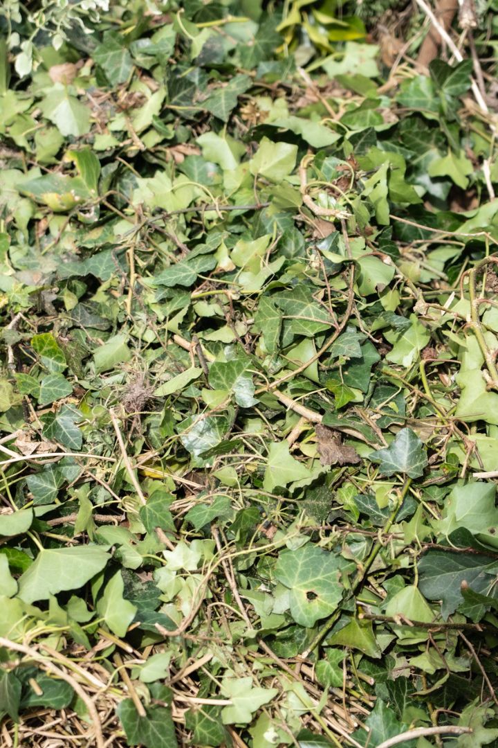 Tuinafval