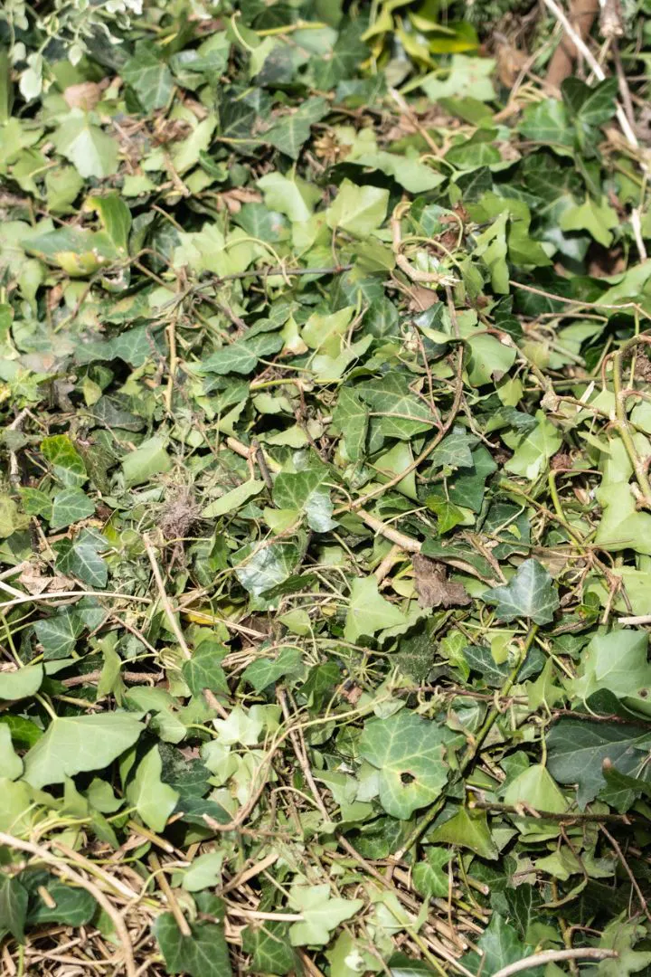 Tuinafval