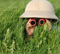 a person intently searching in the grass with a safari hat and red binoculars