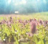 a field full of spring flowers