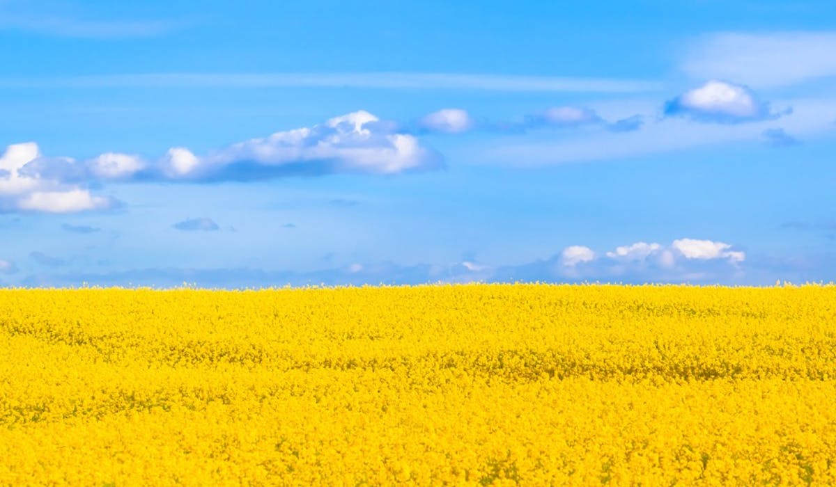 Blue sky and yellow field