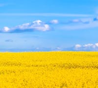 Blue sky and yellow field